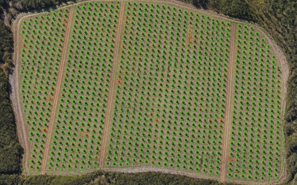 Ortomosaico de una plantación forestal con conteo automático de plantines y fallas marcadas